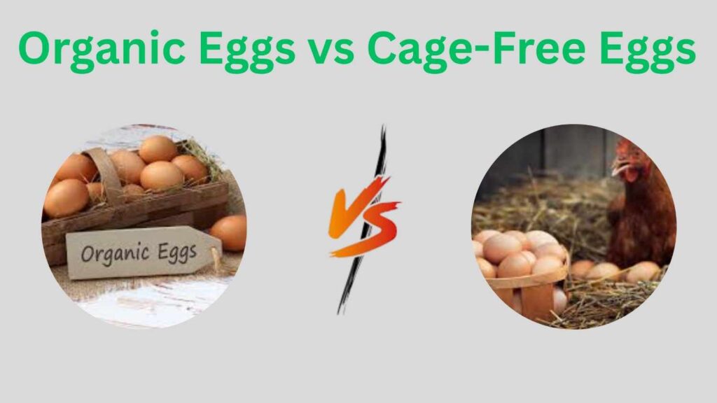 Organic Eggs vs Cage-Free Eggs